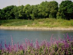 -大湾区中央湿地公园