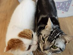 -有喵·猫咖·狗咖·30几只猫10只小狗(岗厦店)
