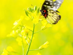 -光明小镇欢乐田园