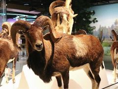 -陕西自然博物馆