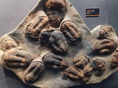 -贝林大翅鲸简餐厅(国家海洋博物馆店)