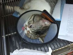 -创凡宠物医院·骨专科  猫科中心(西乡分院)