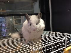 -藦茜花园宠物主题亲子互动体验馆(国顺东路店)