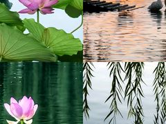 -莲花池公园