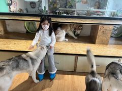 -Husky Go! 哈士奇体验馆·宠物咖啡厅狗咖