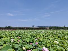 -荷塘月色湿地公园·向阳花洲