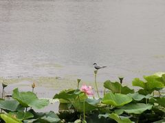 -呼兰河口湿地公园