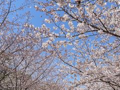 -高东镇樱花园