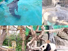 -灵玲国际马戏城
