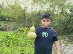 -樂桃源奉贤黄桃种植采摘基地