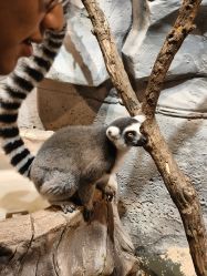 -Zoolung Zoolung动物主题公园(海信广场店)