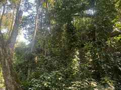 -西双版纳原始森林公园