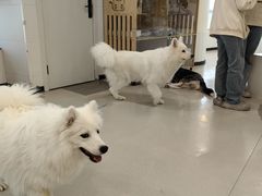 -共舞时光猫咖·狗咖(新街口店)