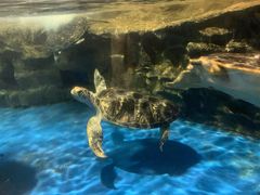 -梦幻海洋王国(吾悦广场张家港店)