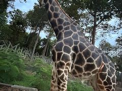 -清迈夜间动物园