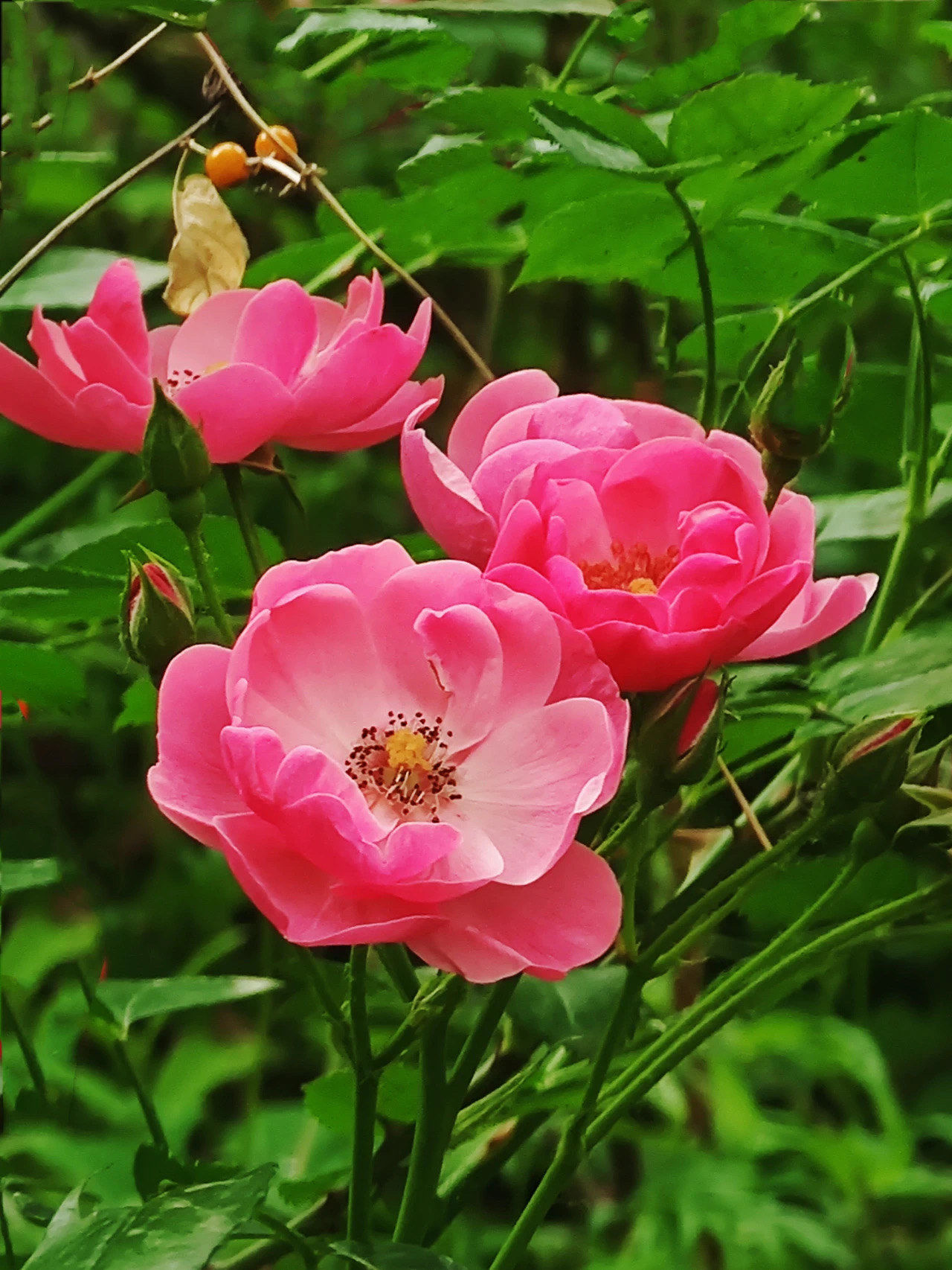 羞答答的七姊妹花🌸