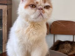 -共舞时光猫咖·狗咖(新街口店)