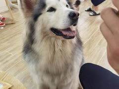 -李小姐の猫咖啡馆(五角场店)