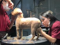 -宠物家(角门东店)