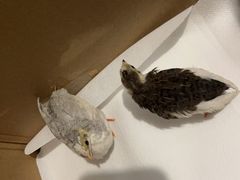 -中环花鸟鱼虫市场