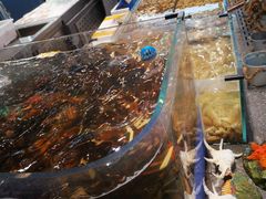 -半岛听涛蒸汽海鲜自助(K11店)