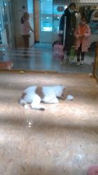 -Early Rider 儿童自行车(蓝色港湾店)