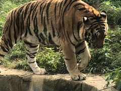 -大连森林动物园