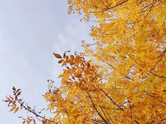 -八大关景区
