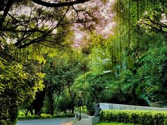 -深圳国际园林花卉博览园