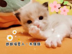 -70cat德文卷毛猫·缅因猫纯种猫舍