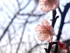 -梅花山(明孝陵内)
