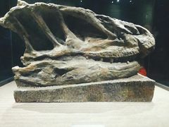 -自贡恐龙博物馆