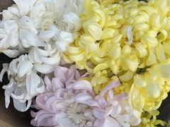 -中环花鸟鱼虫市场