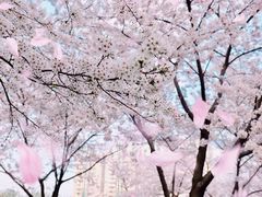 -西北湖绿化广场