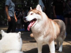 -TrueLove @ Neverland (Husky Cafe)
