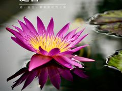 -上海辰山植物园
