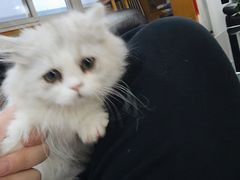 -欣宠猫屋·矮脚拿破仑·蓝金金渐层