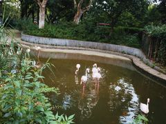 -红梅公园