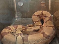 -上海昆虫博物馆