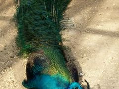 -意大利农场度假村