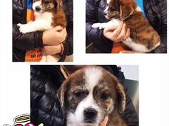 -骐奇宠物诊疗中心(南亭公路店)