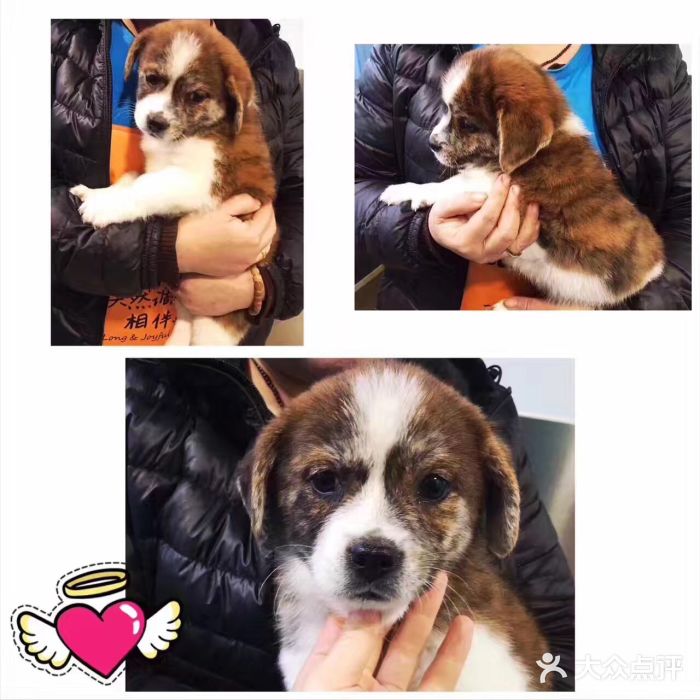 骐奇宠物诊疗中心(南亭公路店)图片