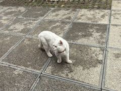 -洛阳白马寺