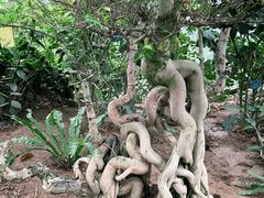 -南山植物园