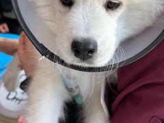 -艾贝尔宠物医院·24H转诊中心·肿瘤猫专科(江宁双龙店)