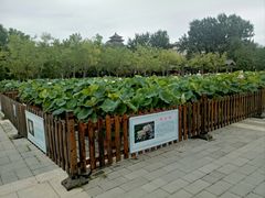 -莲花池公园