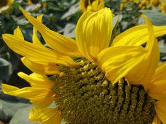 -松山湖梦幻百花洲