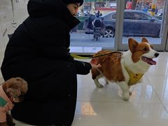 -全心全意连锁动物医院·微创中心·内科急重症·心脏专科(丰管路店)