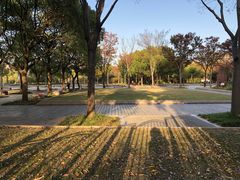 -新江湾城公园