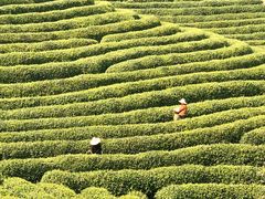 -龙坞茶村